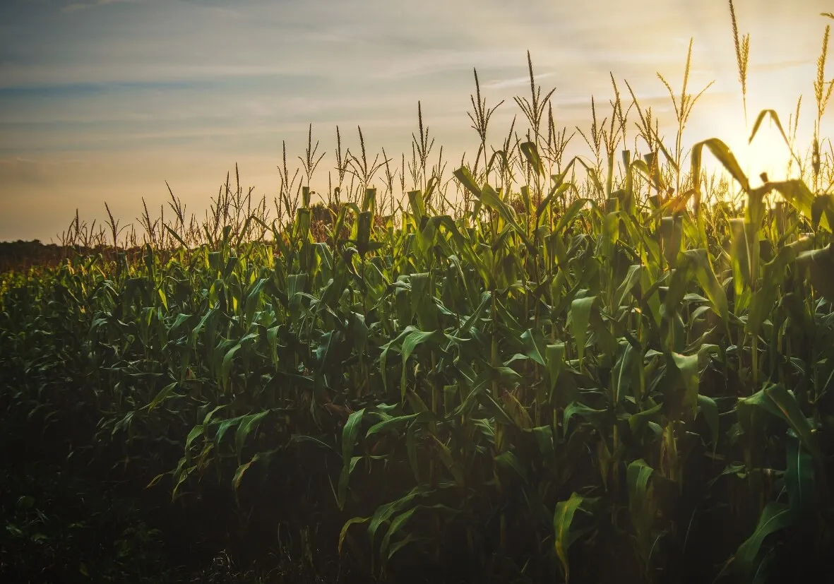 Maisfeld aus dem kompostierbarer Kunstoff hergestellt werden kann