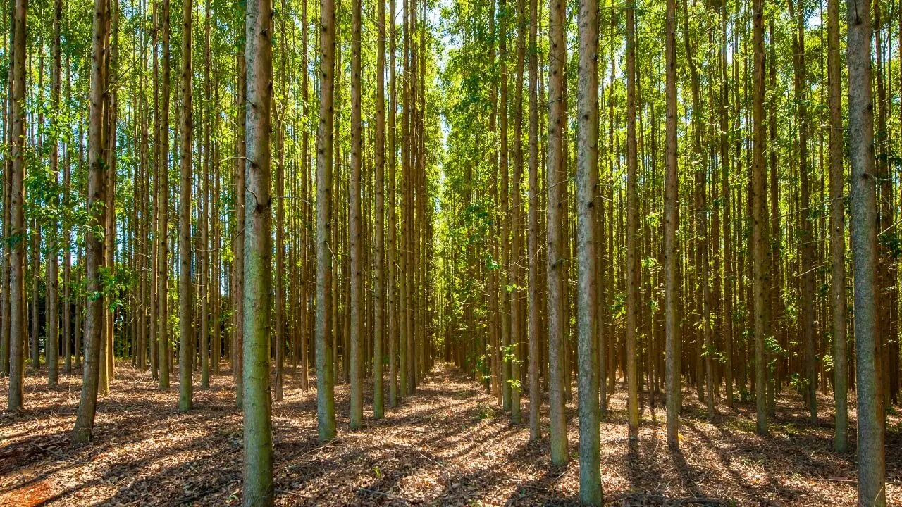 Wald für Zellstoffproduktion